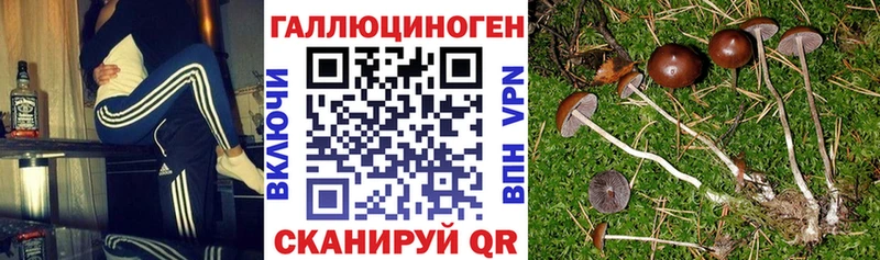 Псилоцибиновые грибы мицелий  Магас 